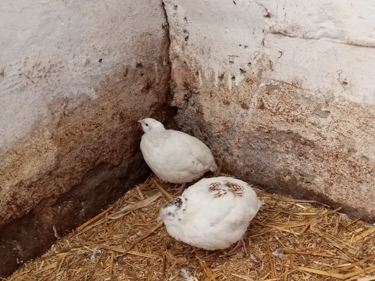 Billede 3 - Vagtler texas 