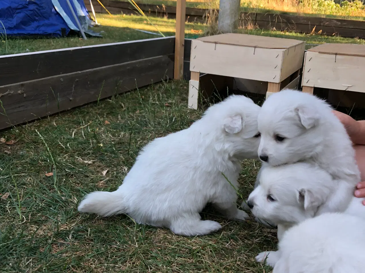 Billede 5 - Hunde hvalpe - Japansk spids