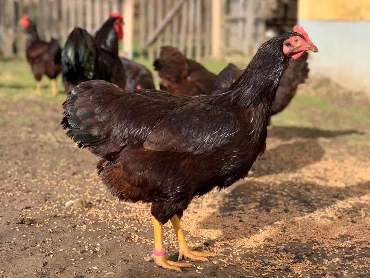 Billede 2 - Rugeæg fra racen RiR