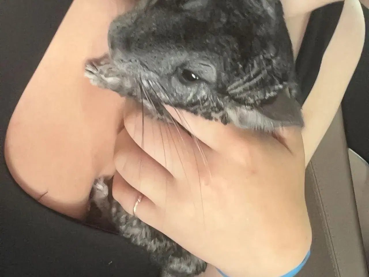 Billede 2 - Chinchilla 