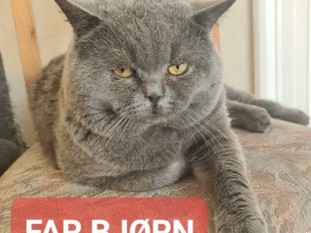 Billede 18 - British shorthair pige - RESERVERET