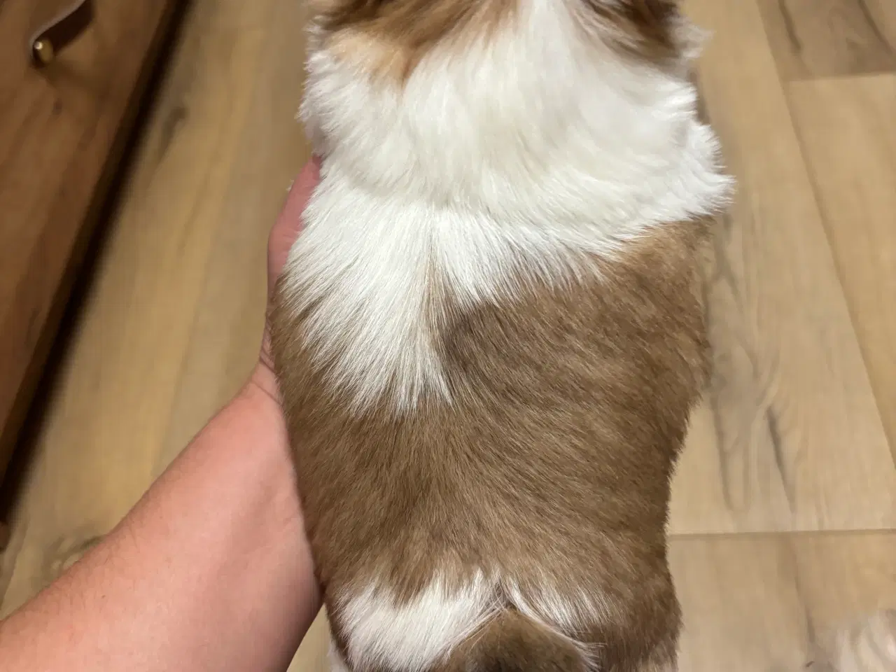 Billede 6 - Shih tzu hvalpe 