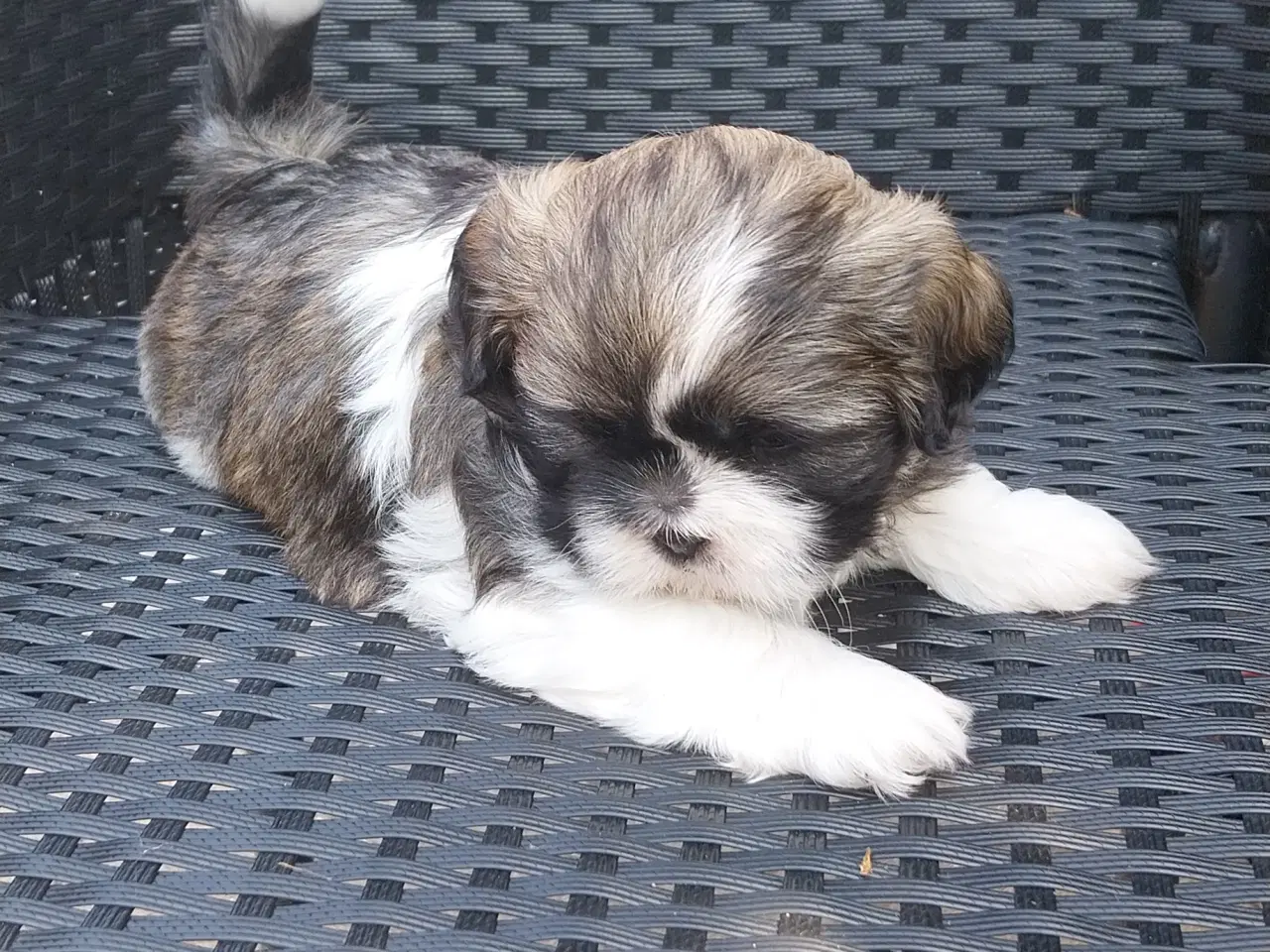 Billede 9 - Shih Tzu hvalpe