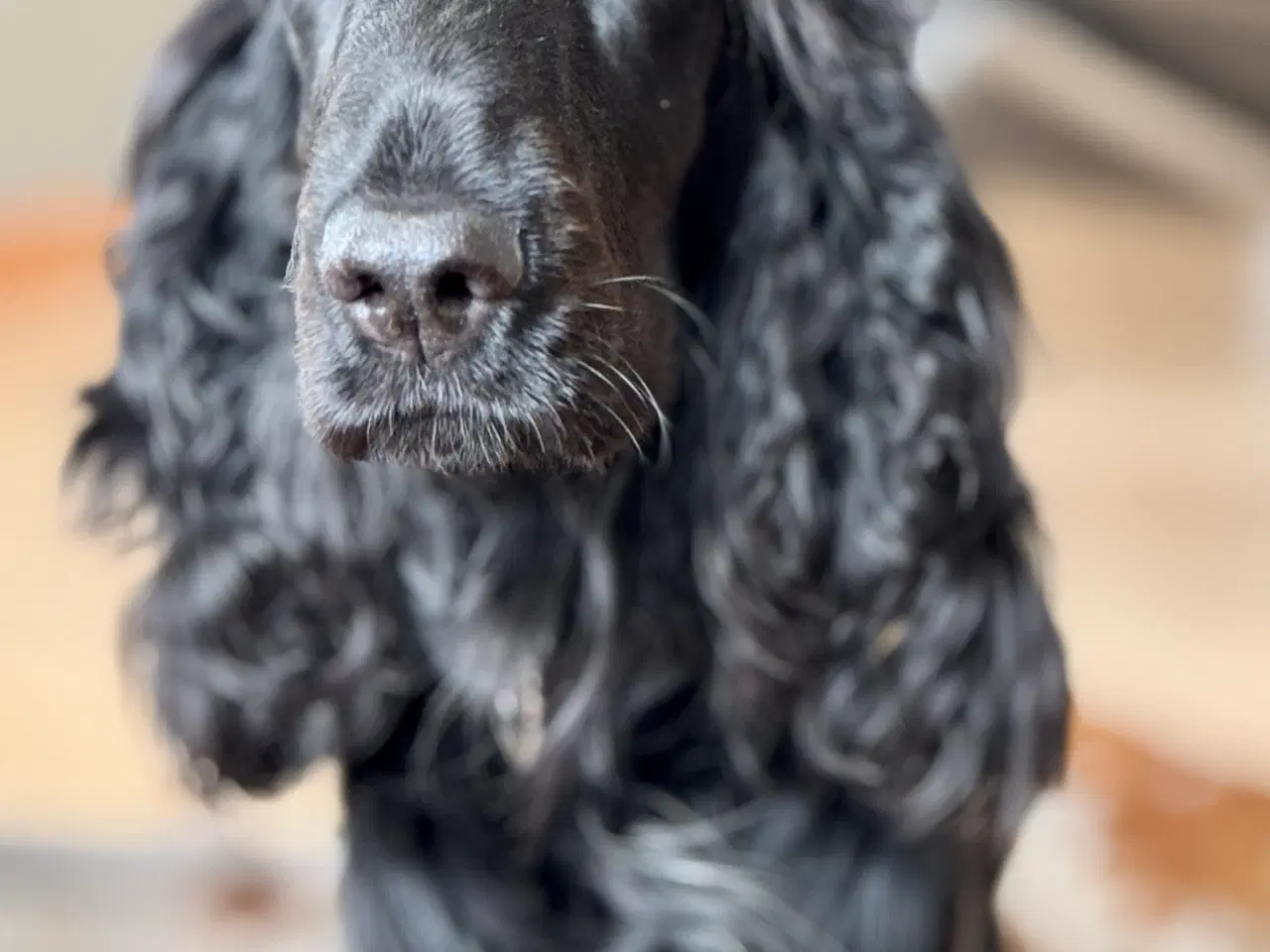 Billede 5 - spaniel hvalp fra undersøgte forældre 7 uger gl.