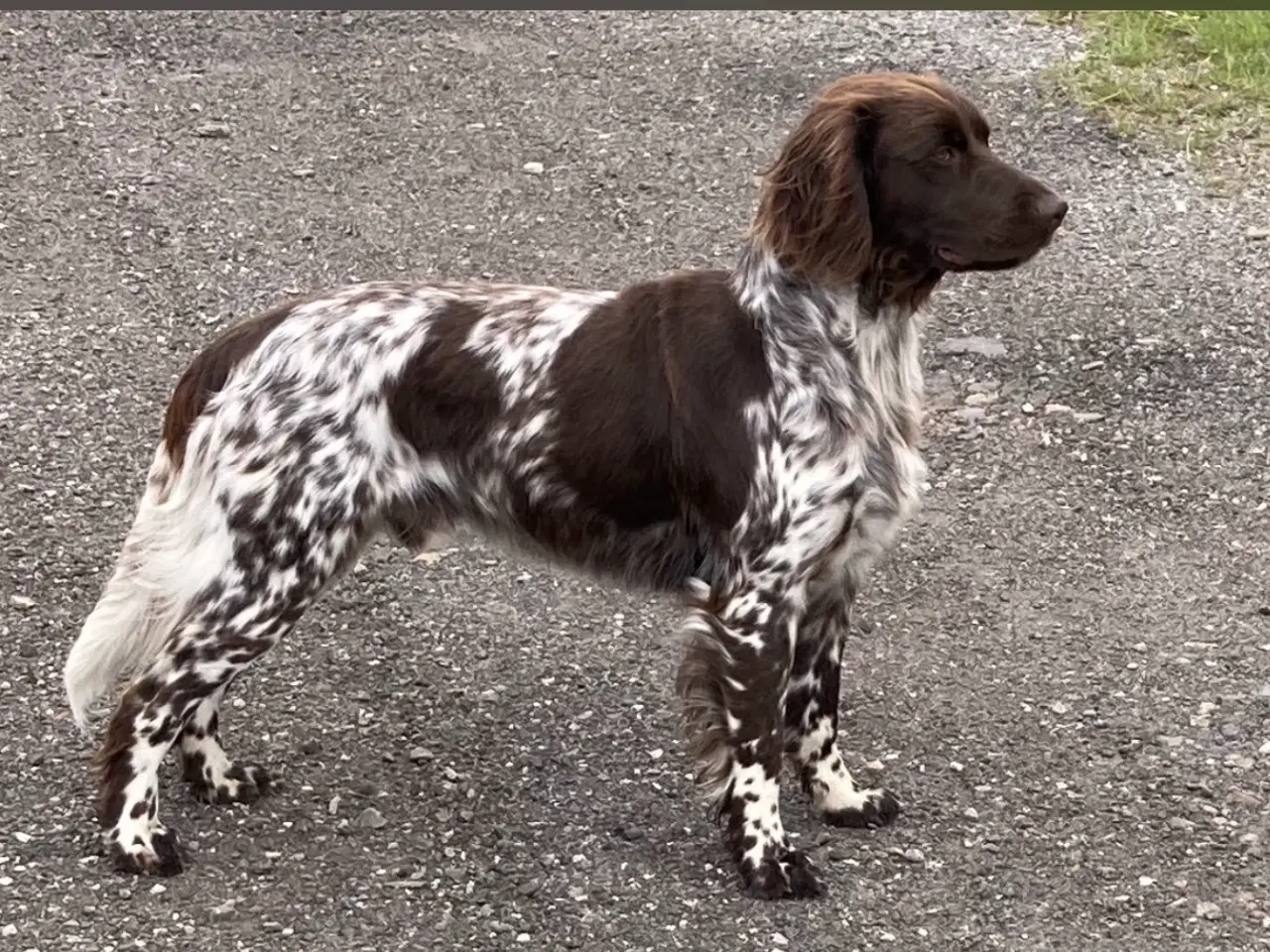 Billede 2 - Kleiner Münsteländer hvalpe