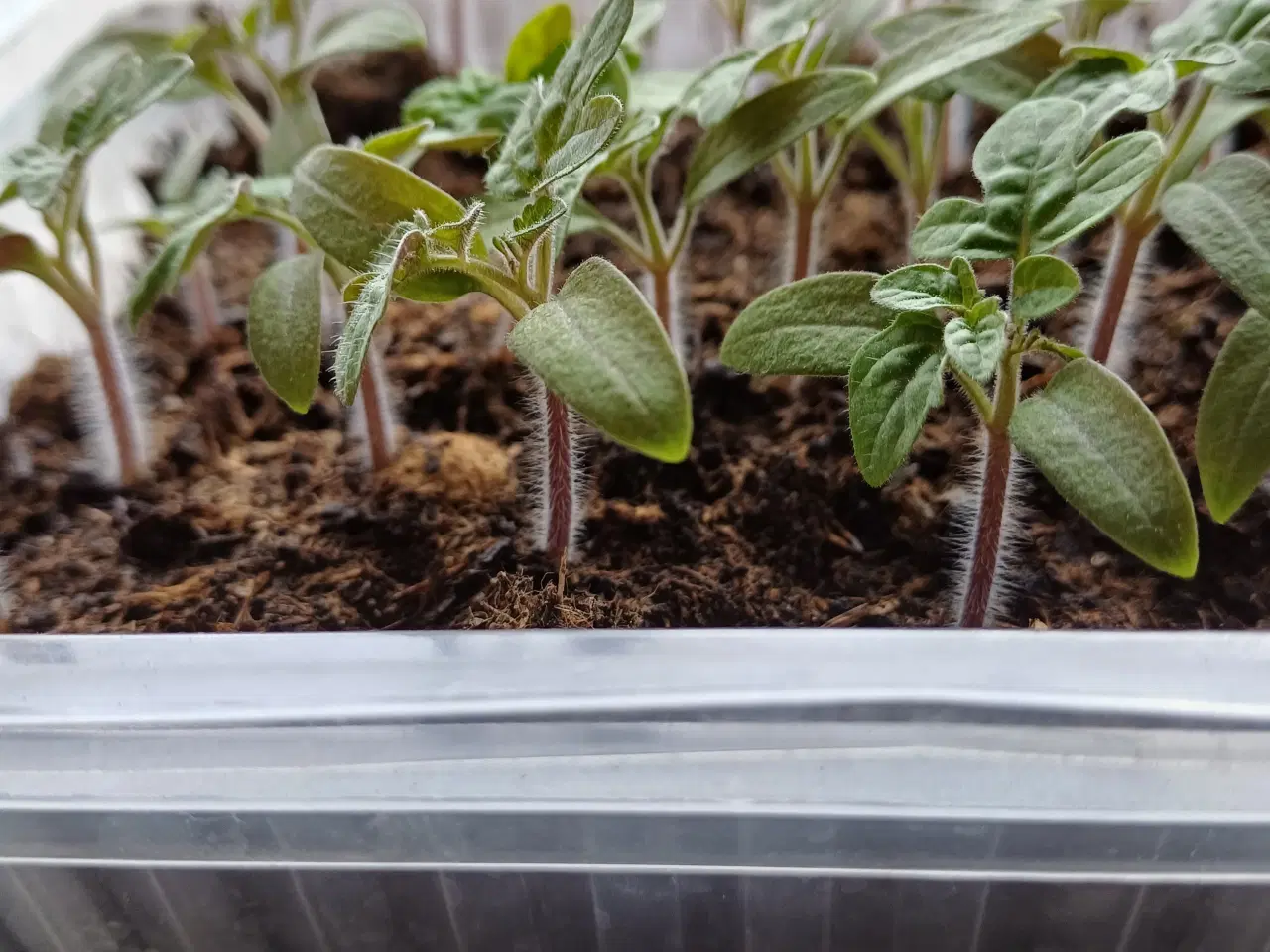 Billede 15 - Tomatplanter mange forskellige