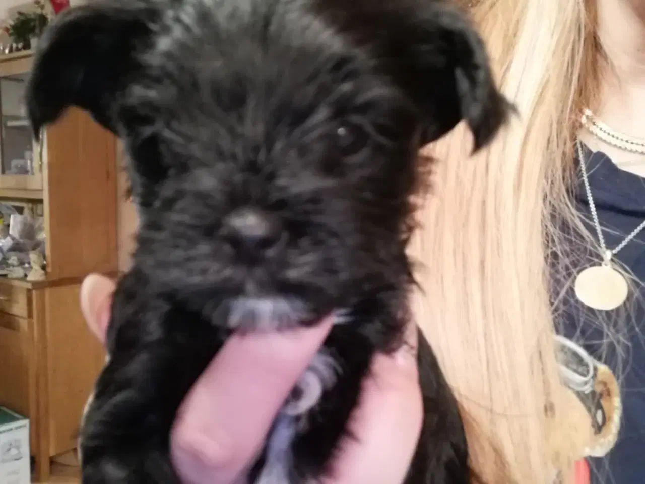 Billede 7 - Biewer Yorkshire Terrier Hvalpe