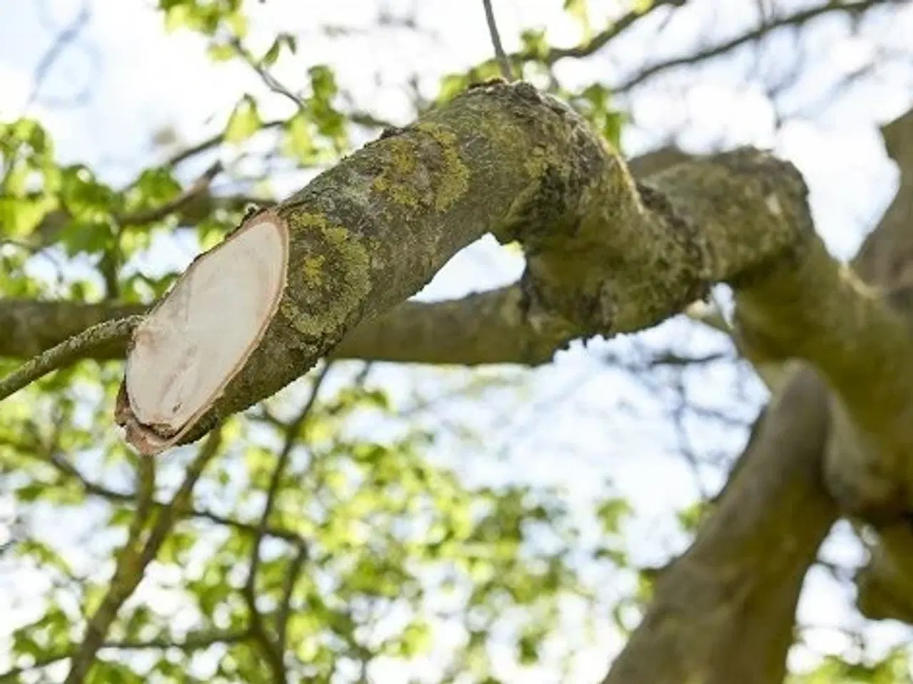 Billede 5 - GreenTec HXF 3302 Hegnsklipper på 240 cm