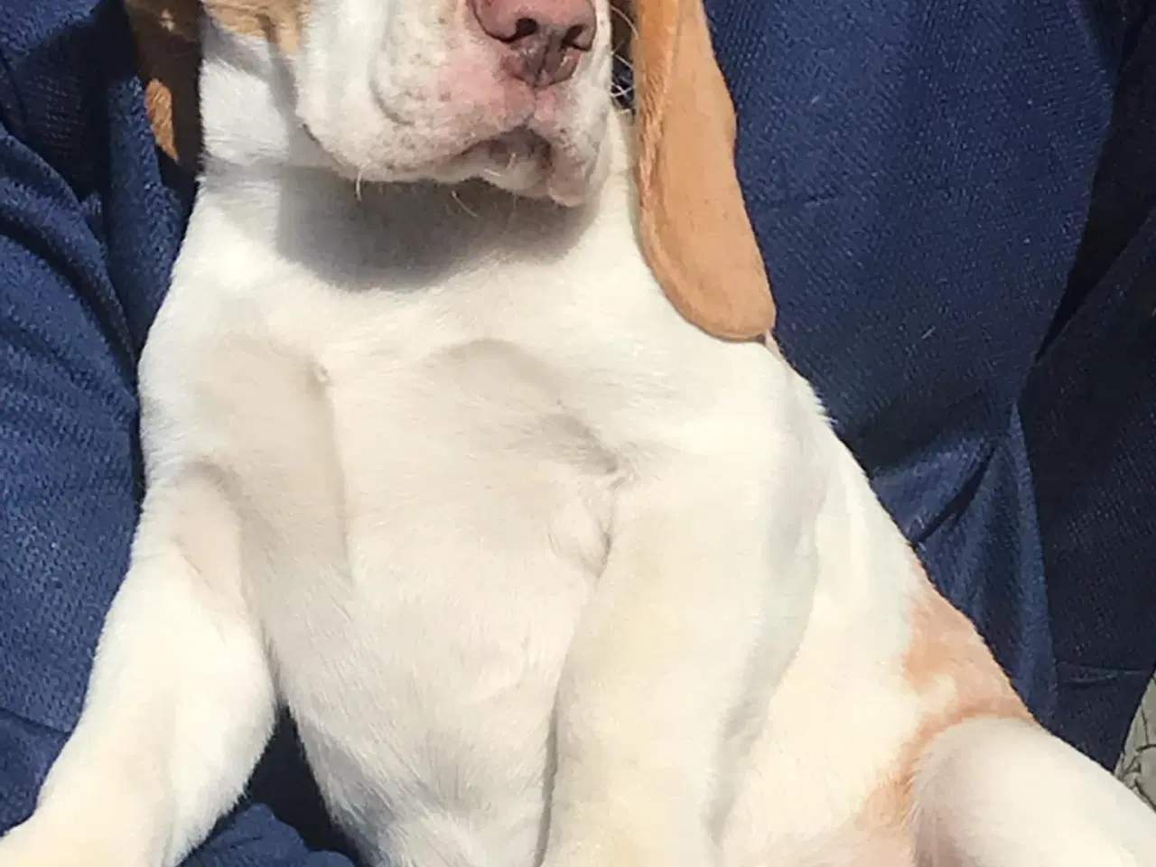 Billede 3 - Beagle dreng