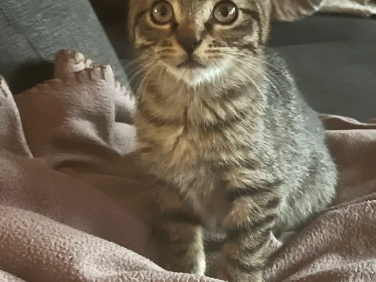 Billede 2 - To han killinger