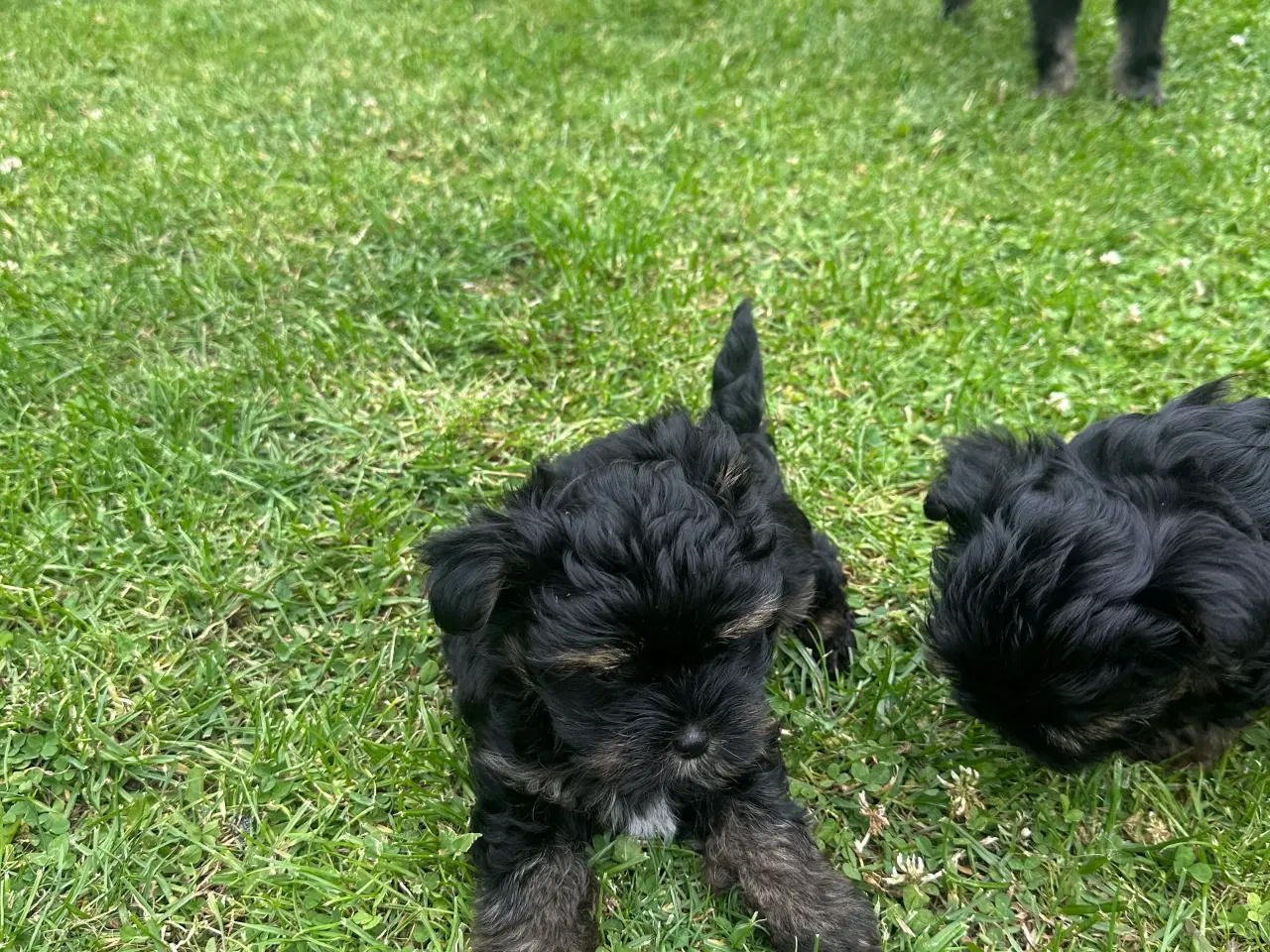 Billede 8 - Yorkshire terrier mini 