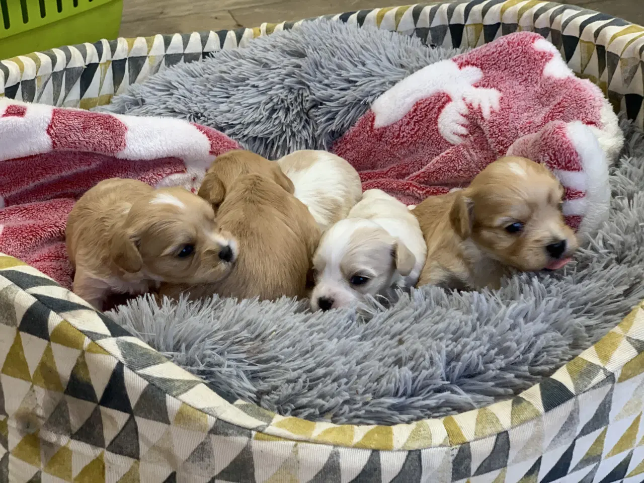 Billede 18 - Små fine cavapoo/ Maltipoo babyer