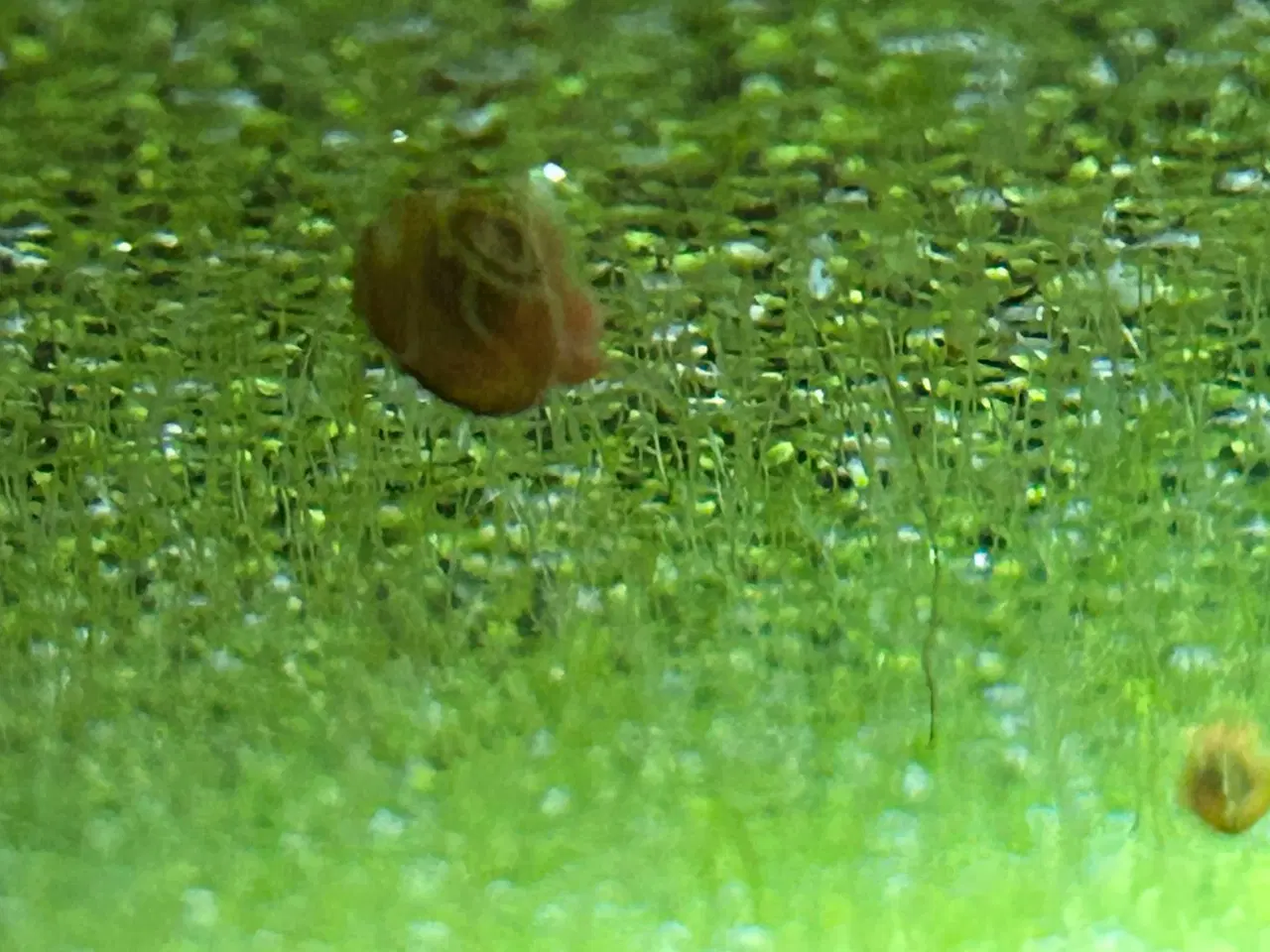 Billede 2 - 🐌 Orange Posthornsnegle – Unge voksne