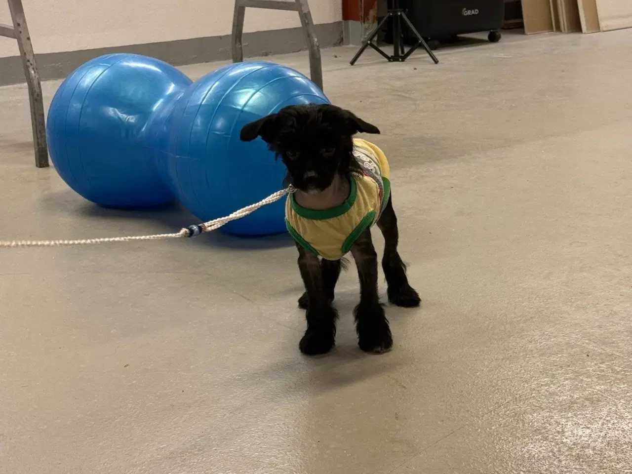 Billede 7 - Chinese crested/Kinesisk hårløs, allergivenlige