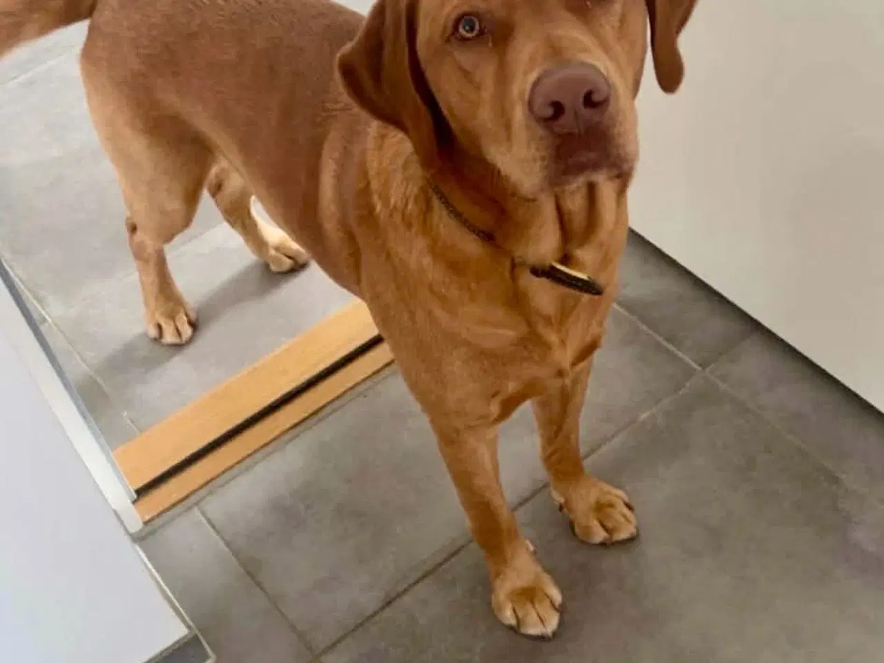 Billede 5 - 1 hanhund brun gammel labrador