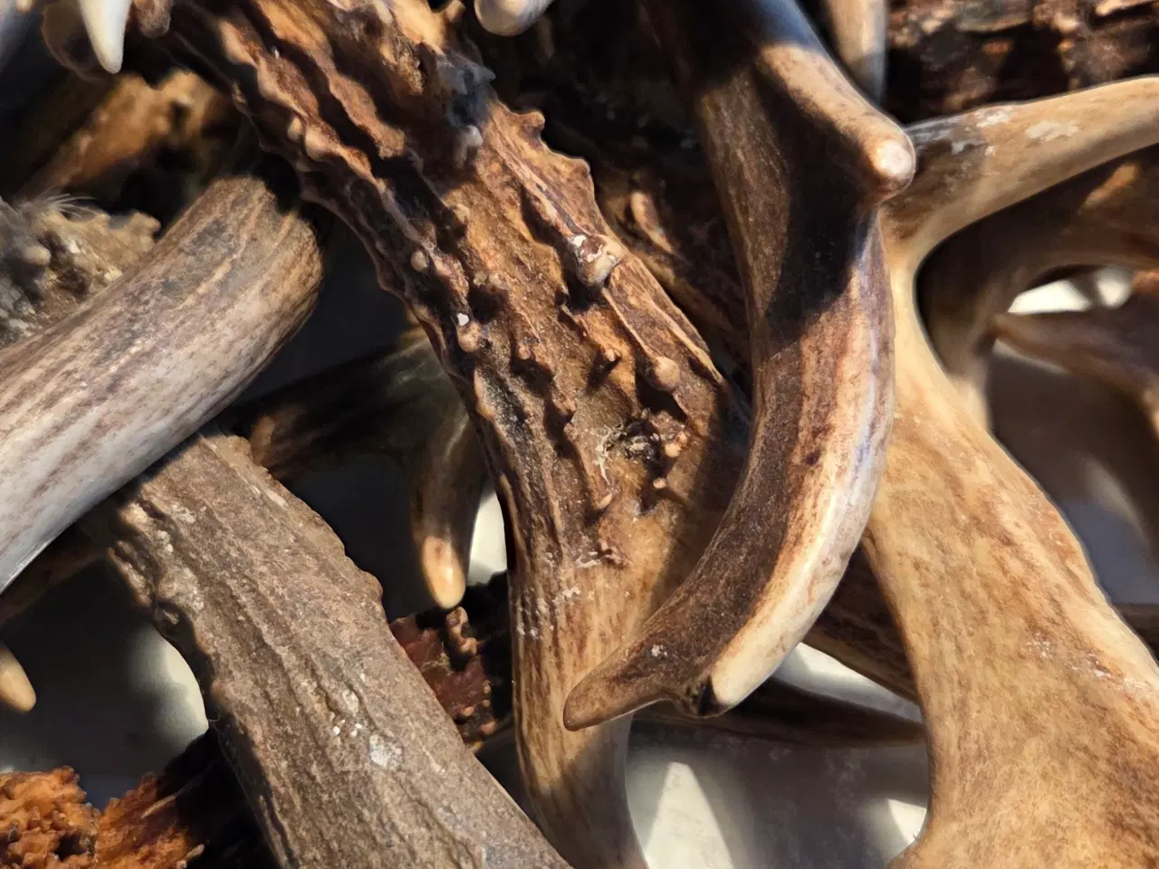 Billede 3 - Rådyr kastestænger