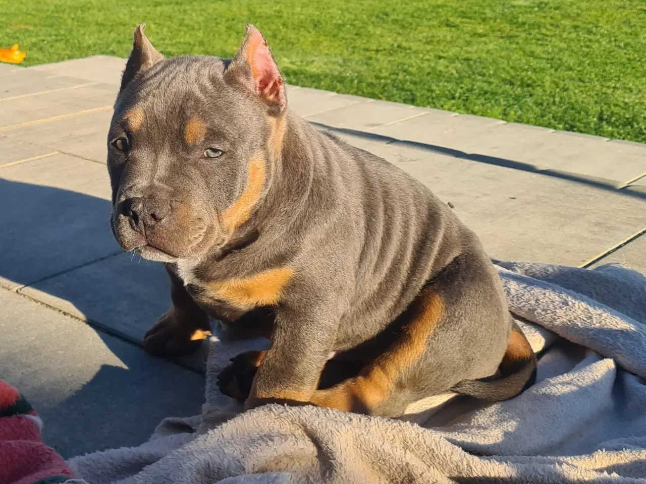 Billede 11 - American Bully Dreng 11 uge 