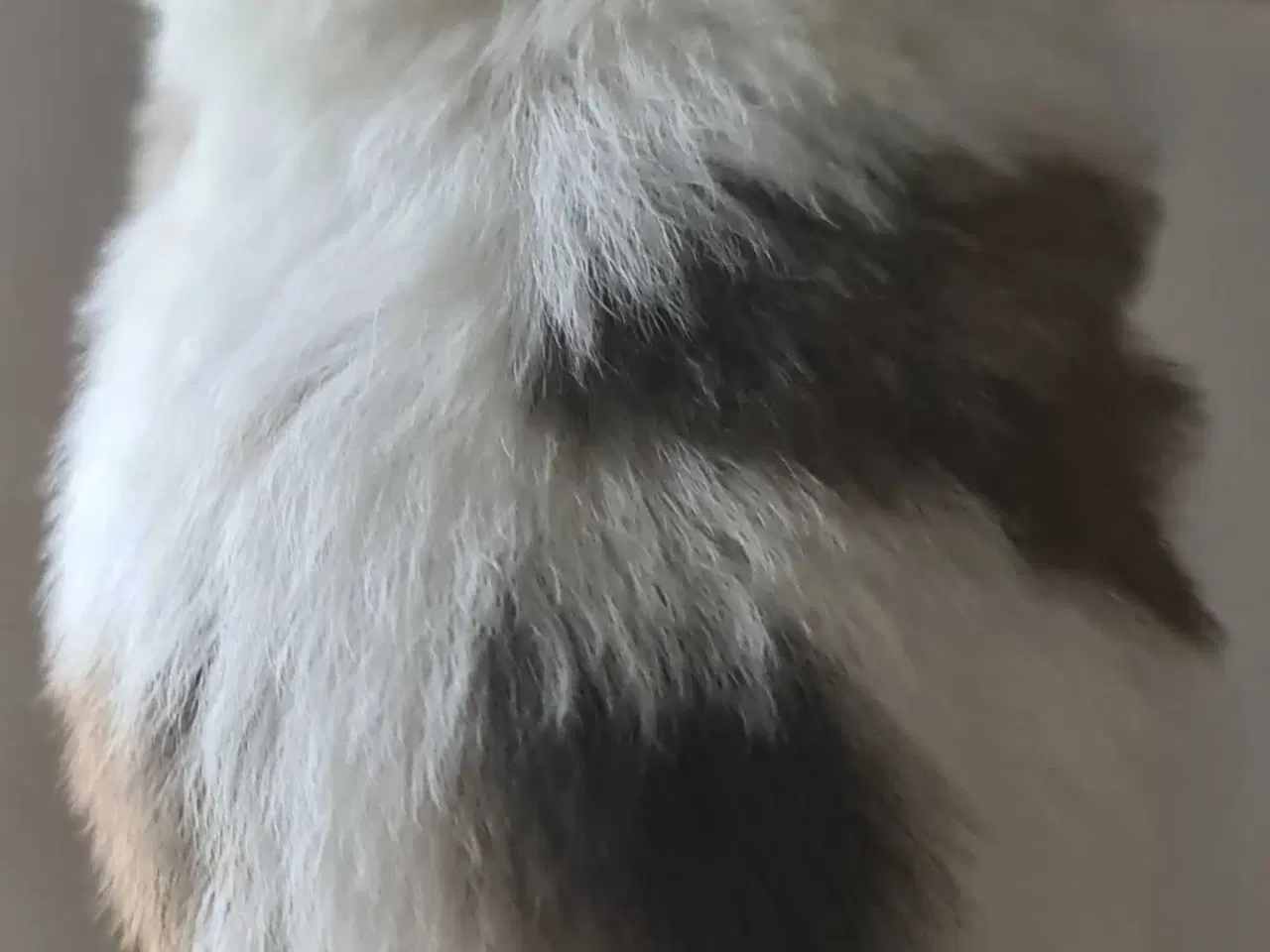 Billede 12 - Skønne blandings hvalpe 