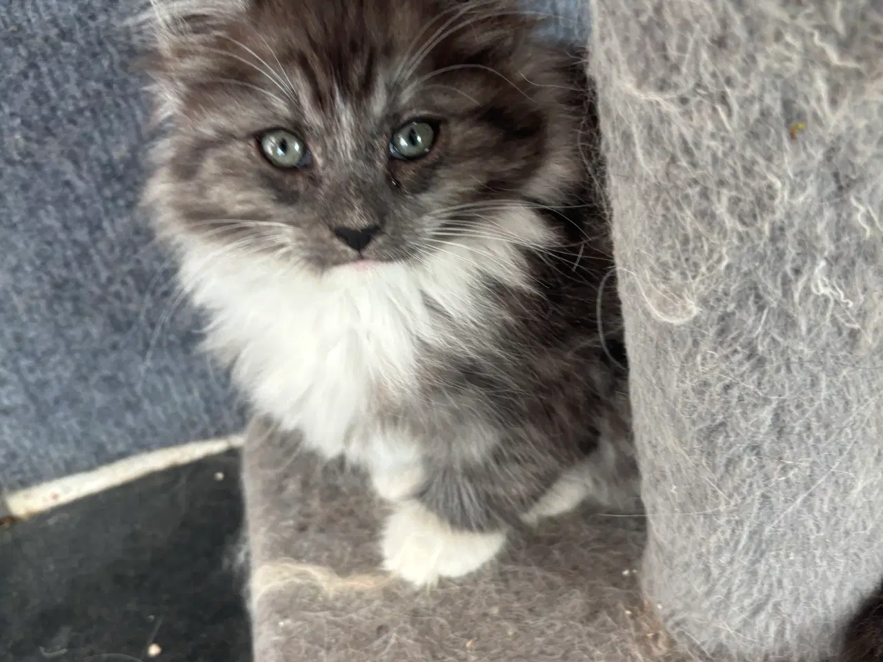 Billede 2 - Maine Coon killinger 