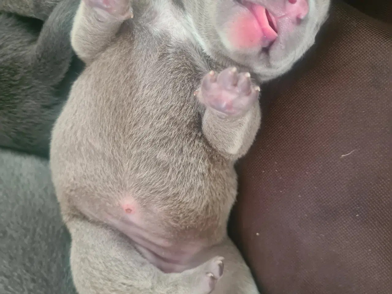 Billede 14 - Hvalpe American Bully Pocket 