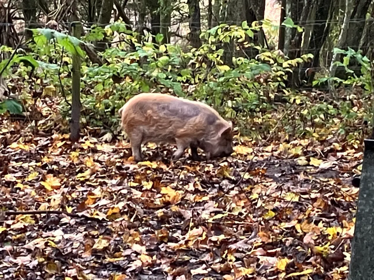 Billede 1 - KuneKune gris orne 