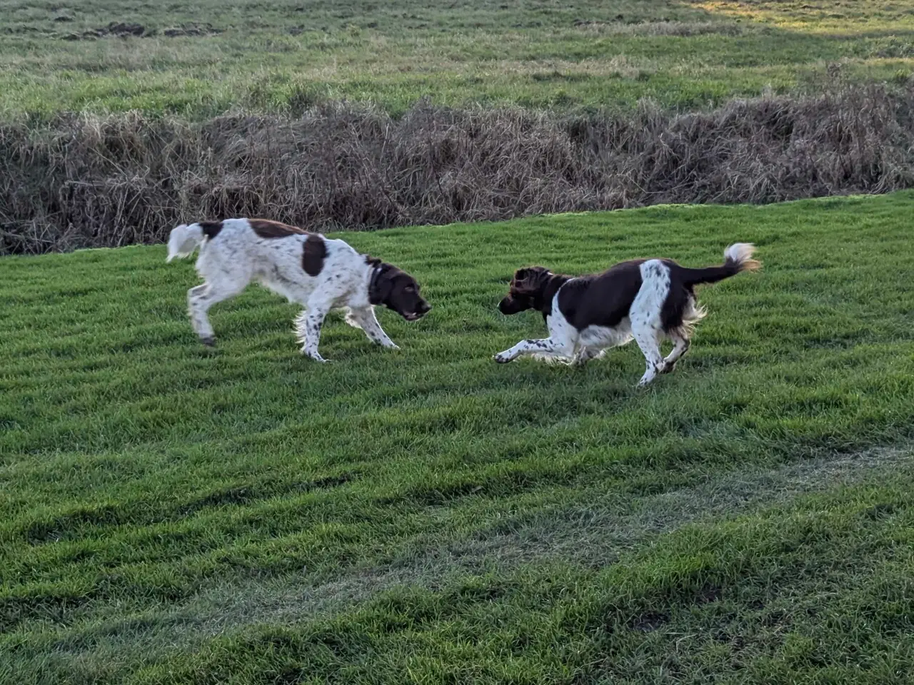 Billede 2 - Kleiner münsterländer, kleiner münsterlænder
