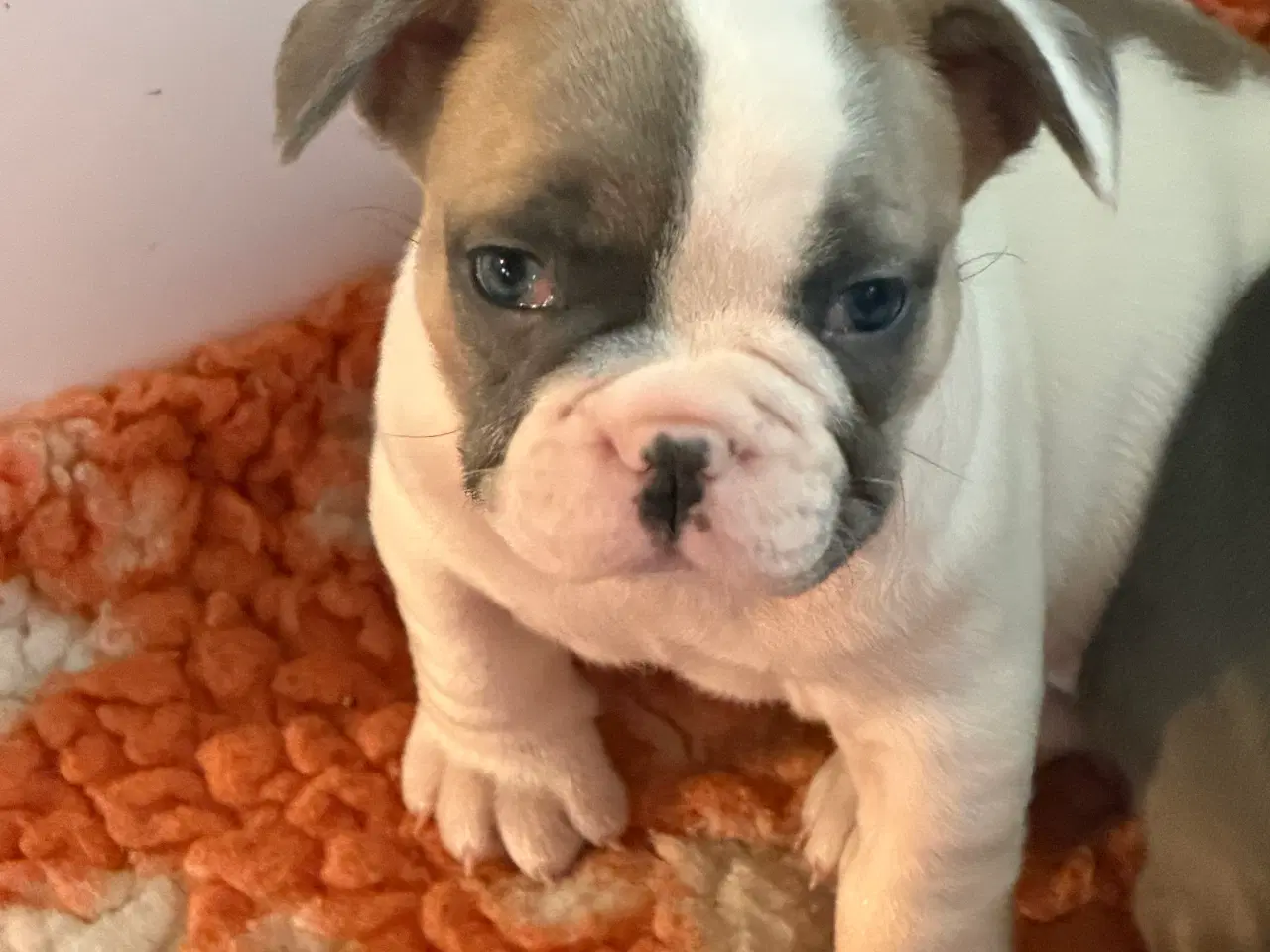 Billede 3 - Fransk Bulldog