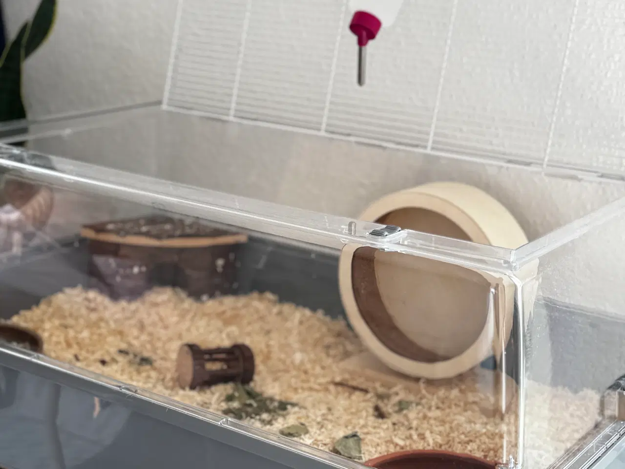 Billede 7 - Håndvandt kærlig guldhamster (Med alt tilbehør)