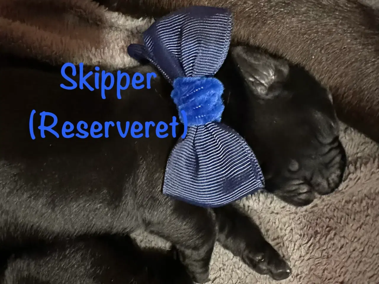 Billede 12 - Lækre Labrador Hvalpe Basser😍 til salg 