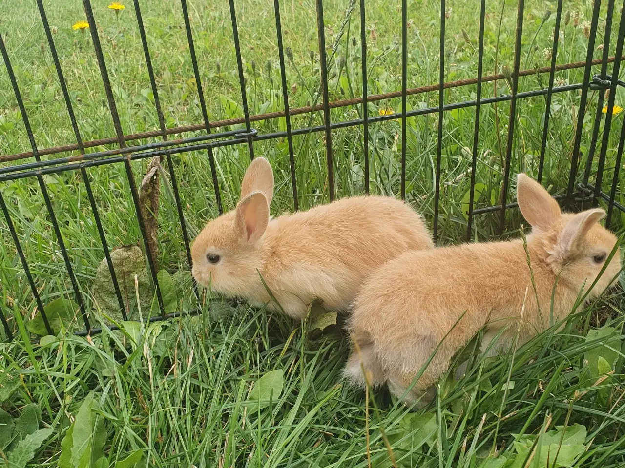 Billede 7 - Kaniner unger 