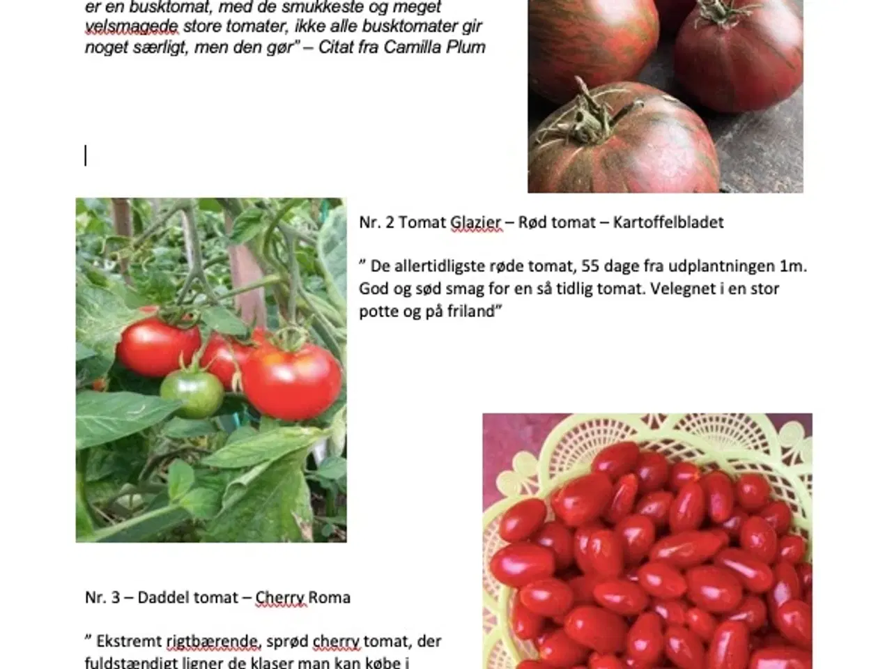 Billede 1 - Økologiske Tomat planter fra Camilla Plum