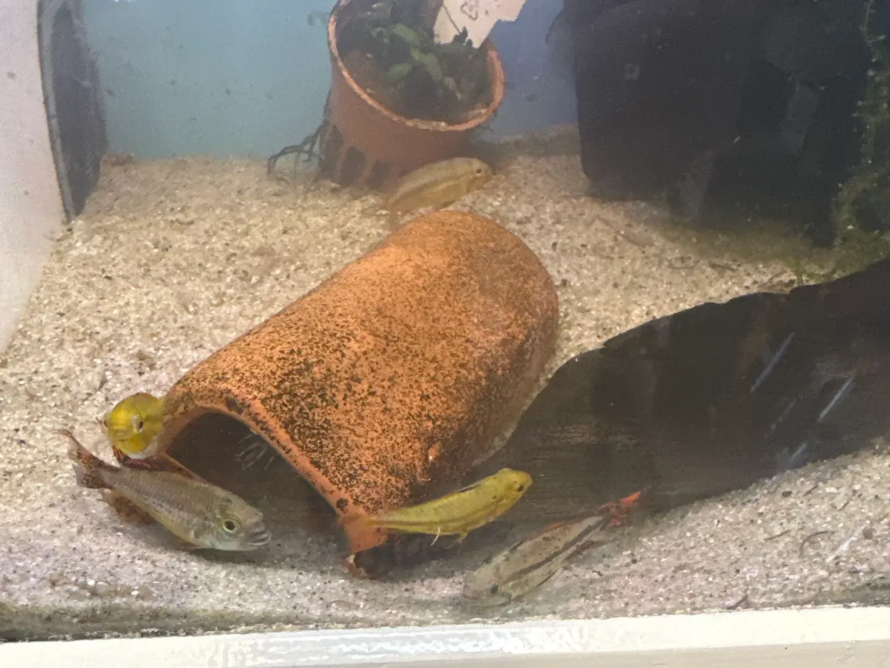 Billede 2 - Apistogramma