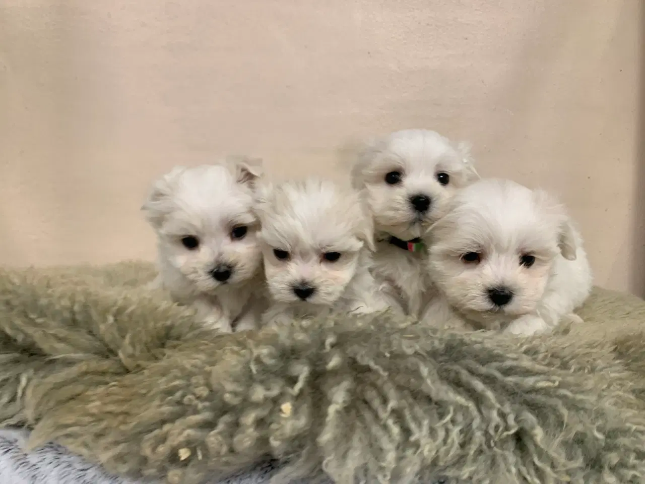 Billede 5 - Ægte mini malteser babyer