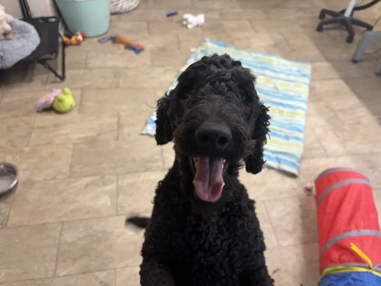 Billede 10 - 2 mellem puddel piger 