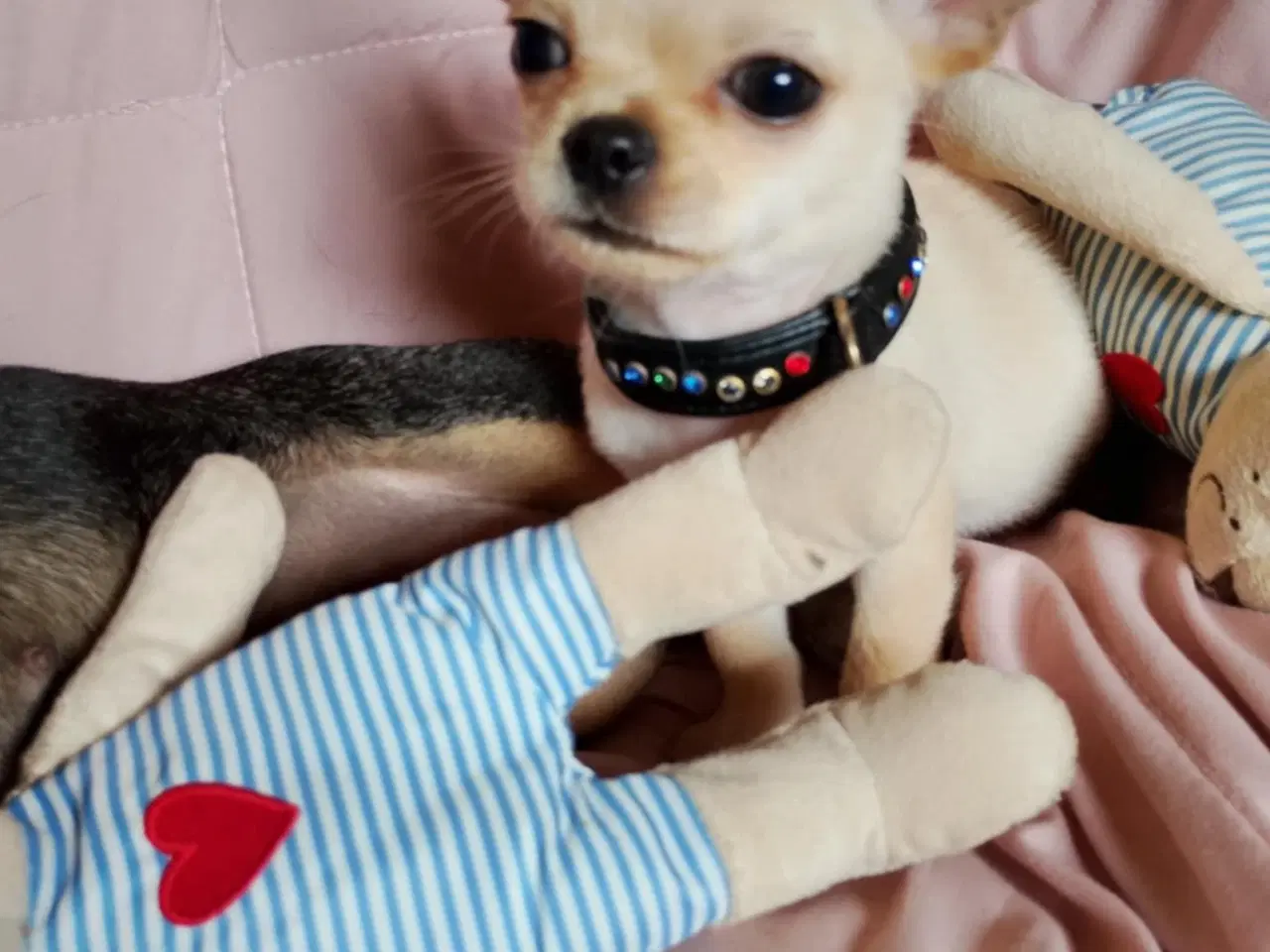 Billede 5 - Skøn chihuahua han mix hvalp