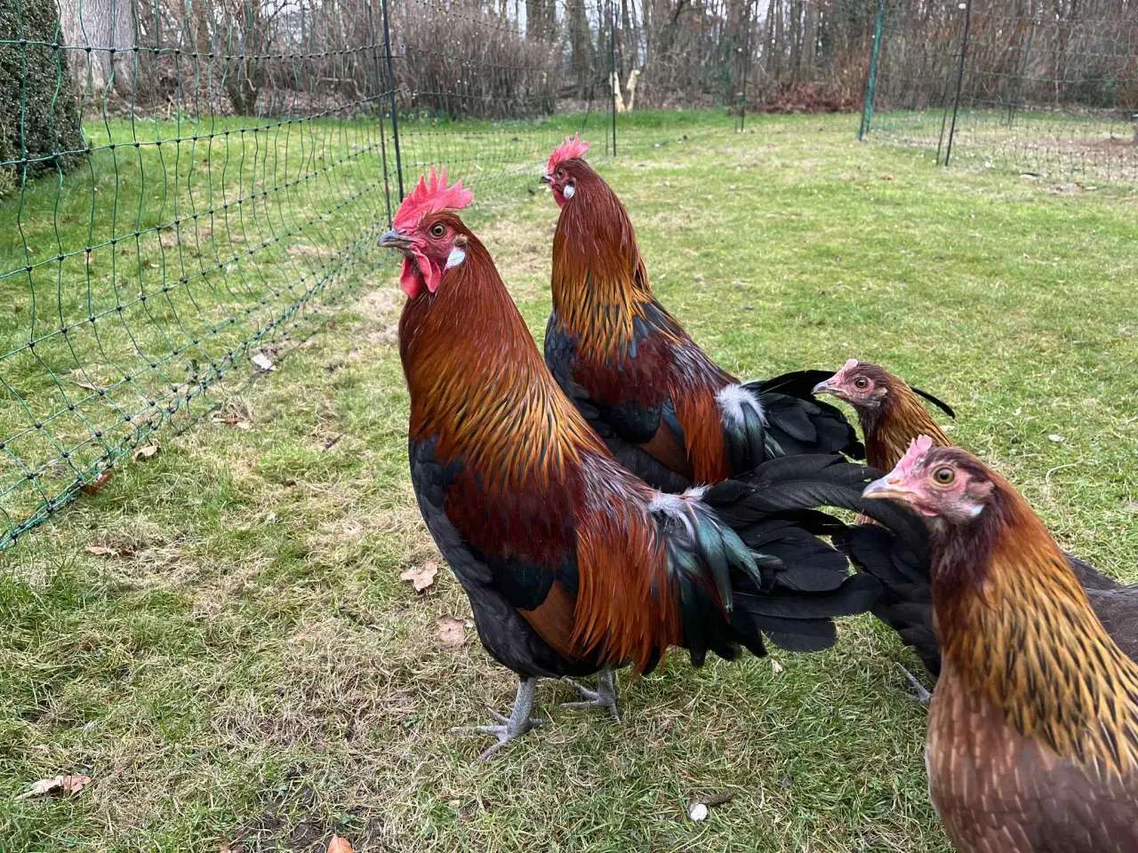 Billede 4 - Danske landhøns