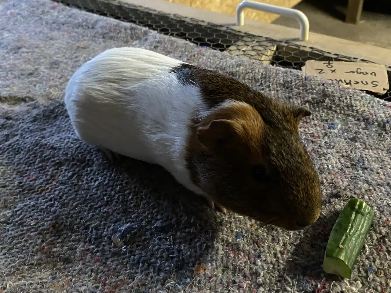 Billede 3 - 4 marsvine hanner sælges