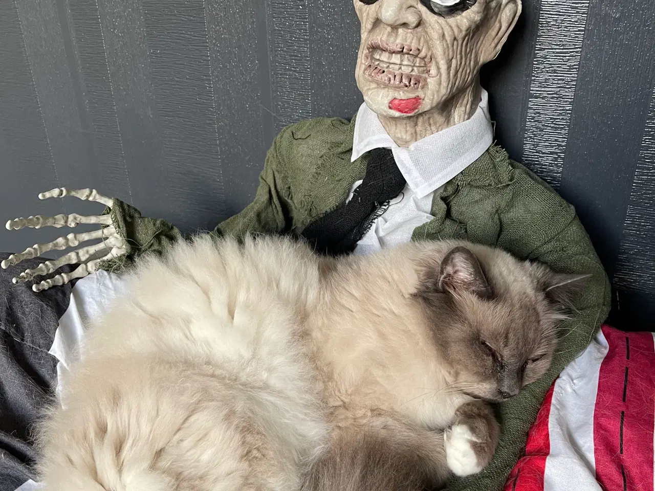 Billede 4 - Ragdoll killinger, vaccinerede + sundhedsbog