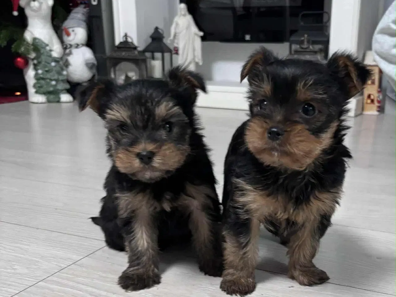 Billede 1 - Yorkshire Terrier hvalpe