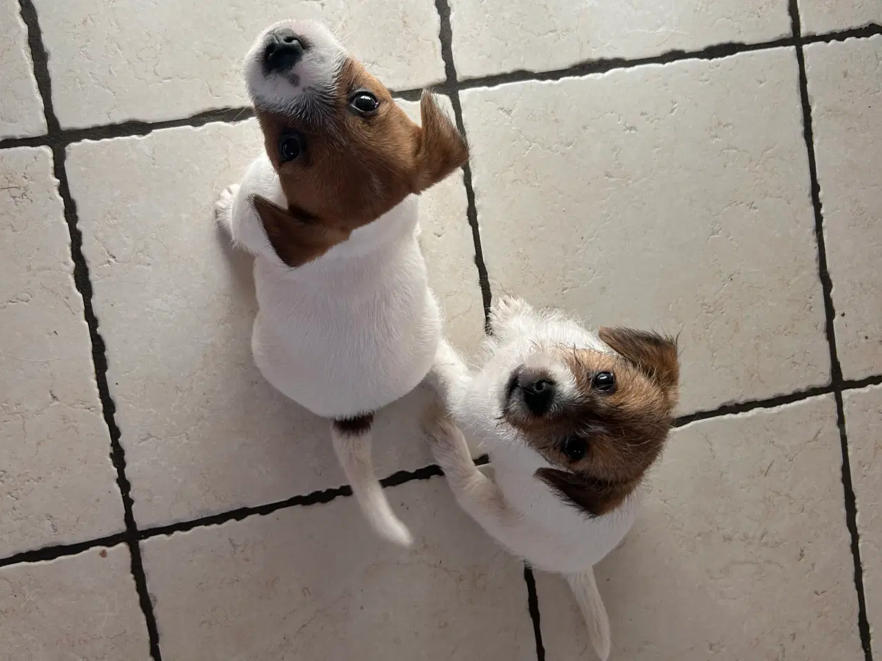 Billede 2 - Jack Russell terrier hvalpe