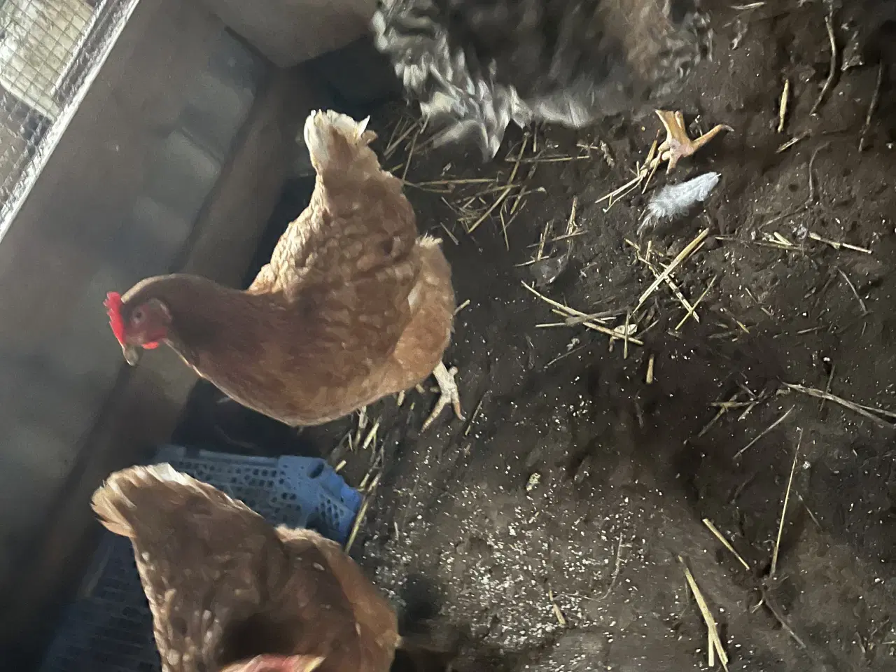 Billede 2 - 8 høns og en hane