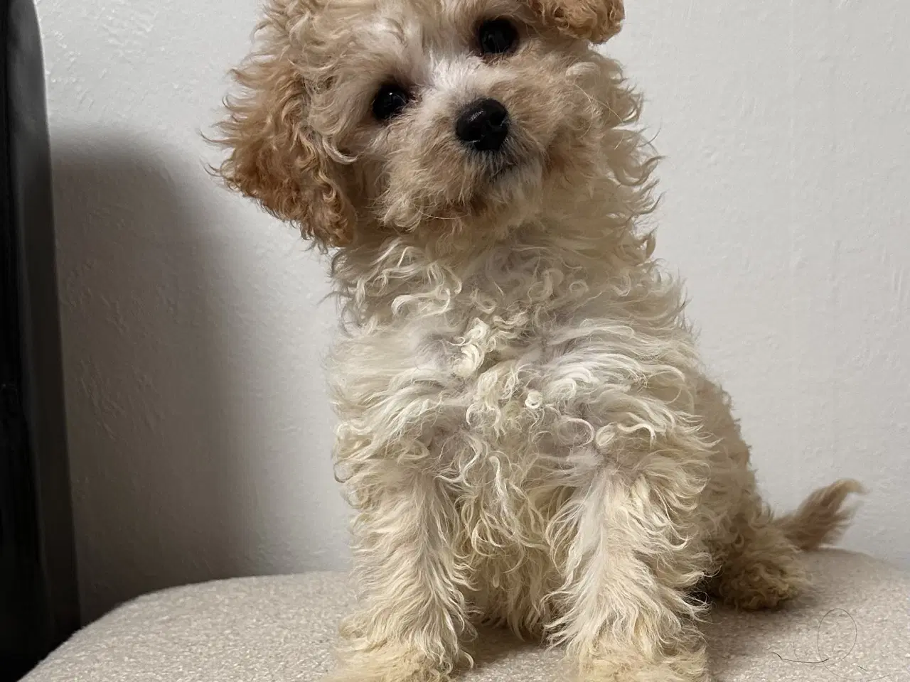 Billede 8 - Cavapoo F2B