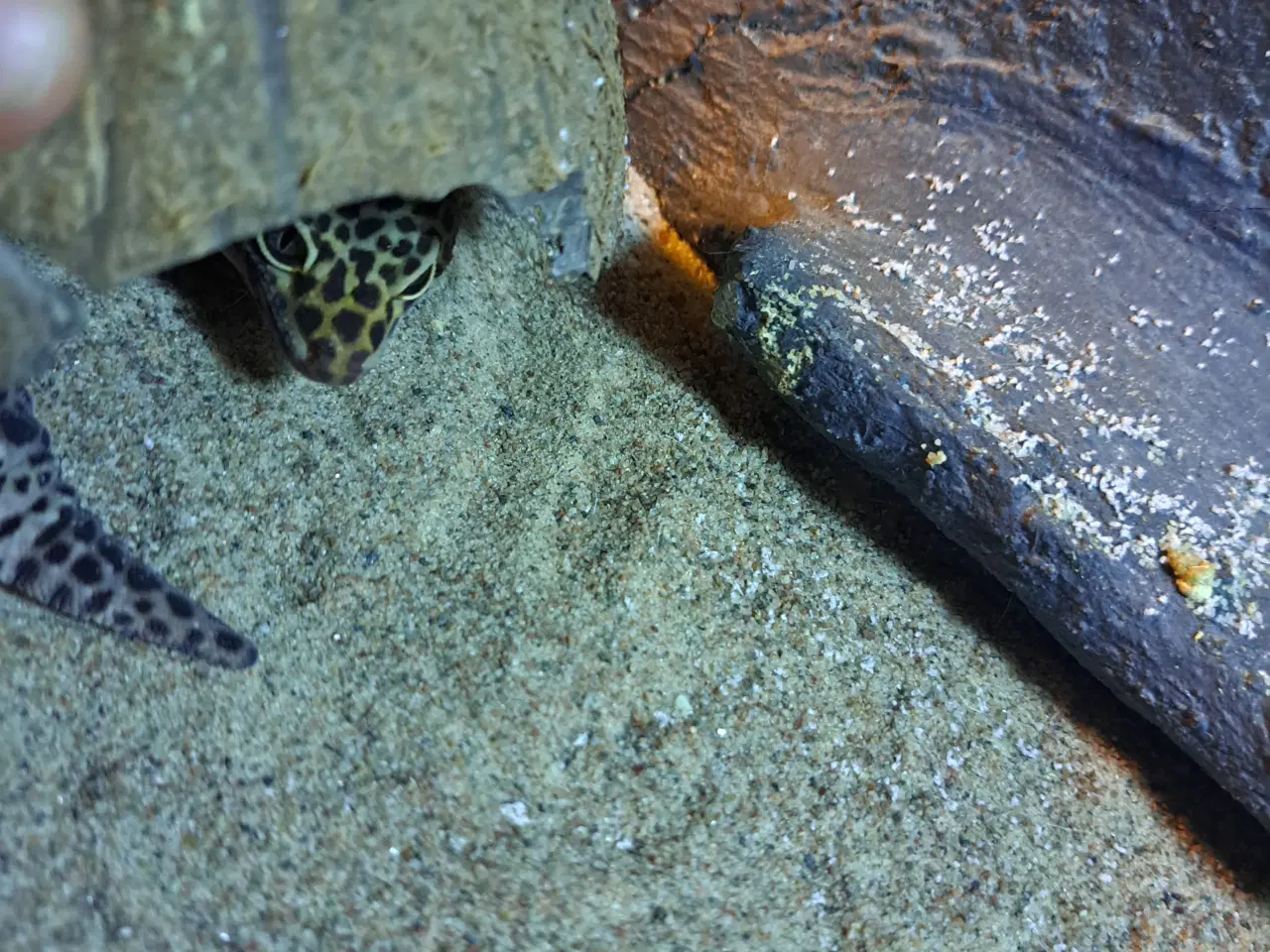 Billede 1 - Søger voksen leopard gekko 