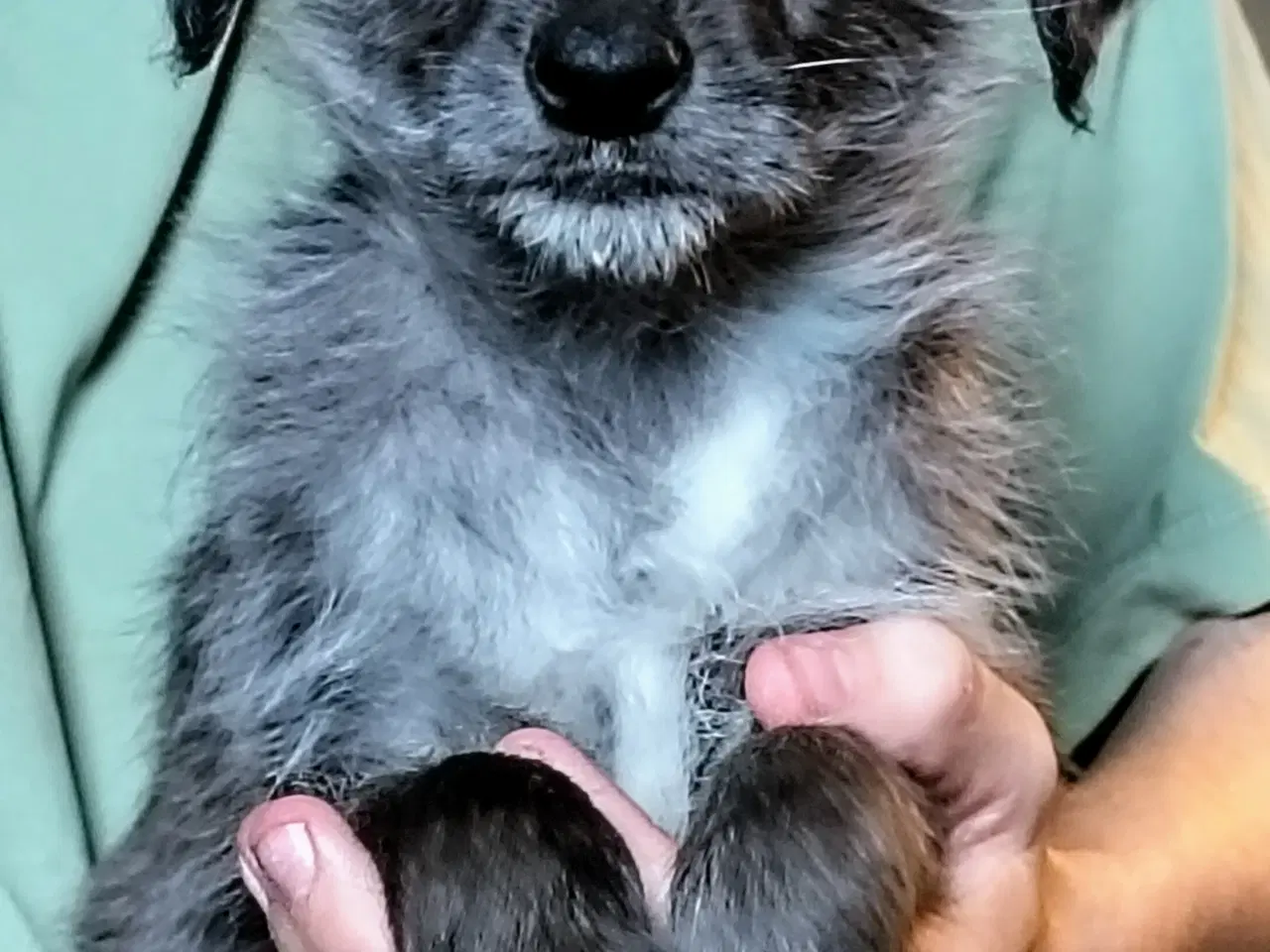 Billede 5 - Aussie/lagotto..lækre krøller 