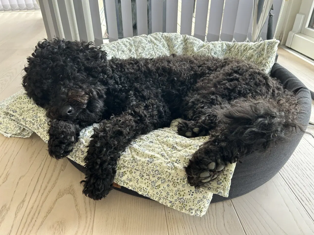 Billede 11 - AFREJSE UGE 24 VENTELISTE ÅBEN – GOLDENLABRADOODLE