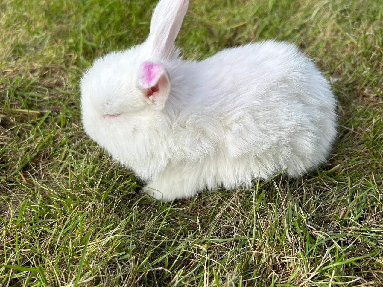 Billede 2 - Mini lop kanin 