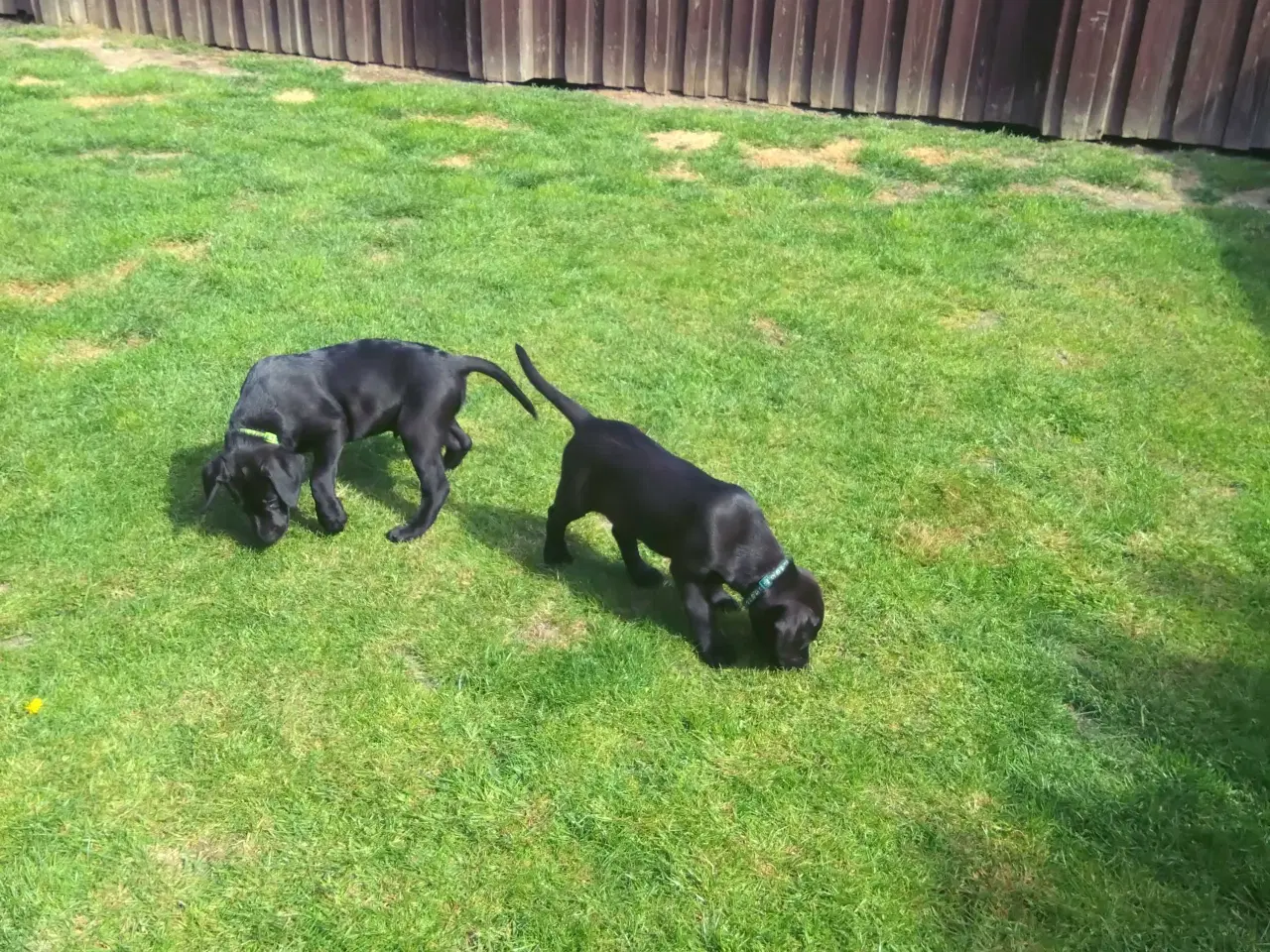 Billede 2 - 2 Stk Labrador retriever F1 sælges