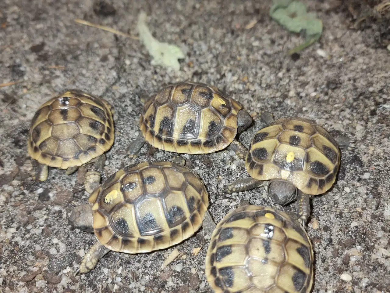 Billede 2 - Græsk landskildpadde unger