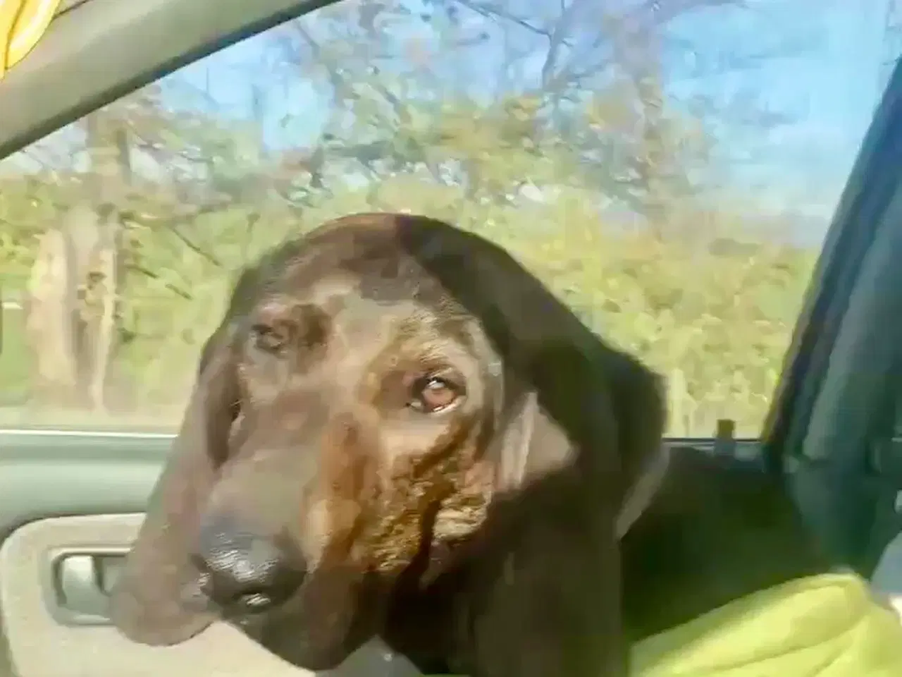 Billede 3 - Dejlige og sjove Rollo søger sin 4-ever familie🏡