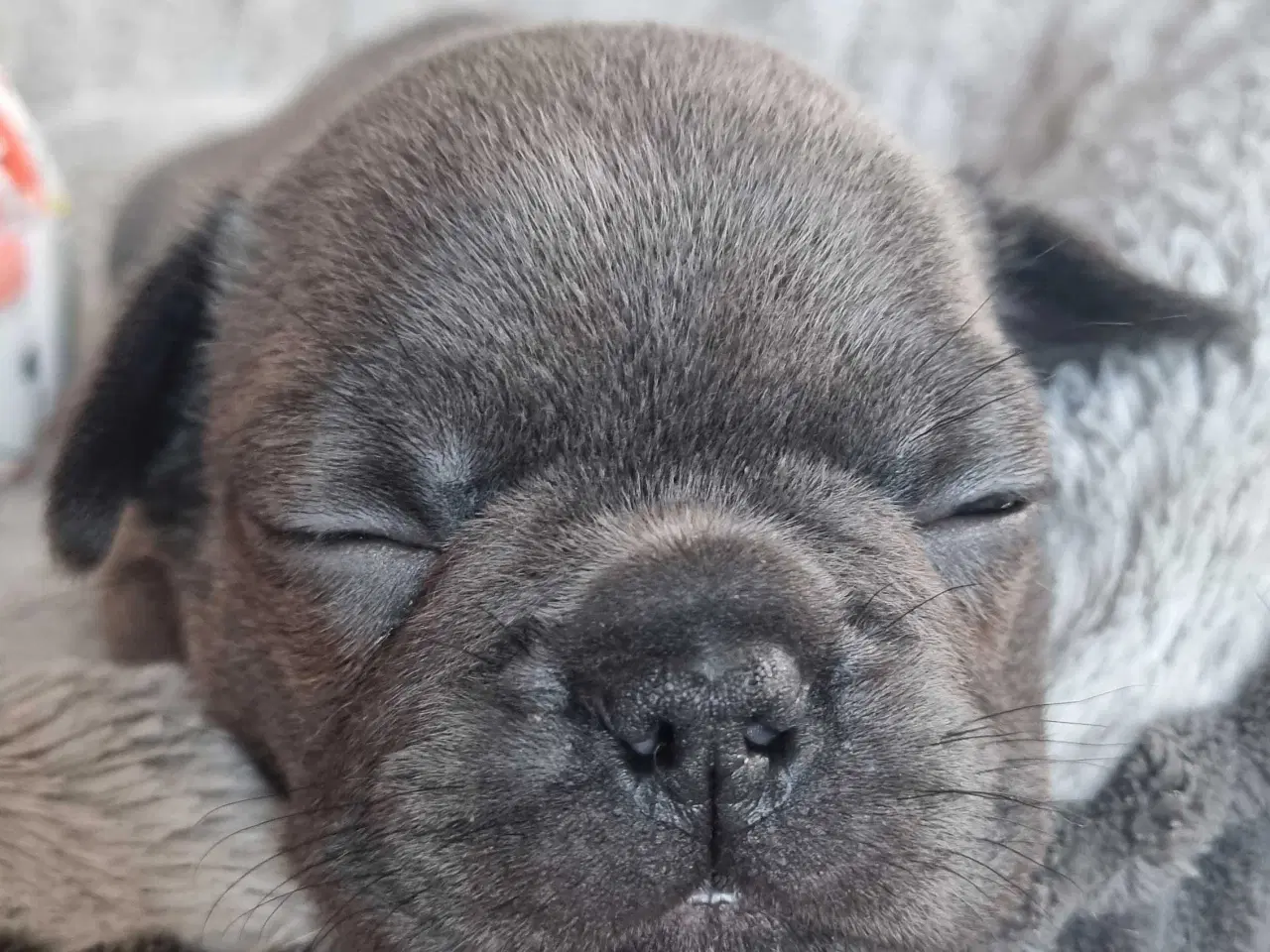 Billede 8 - Fransk bulldog hvalpe